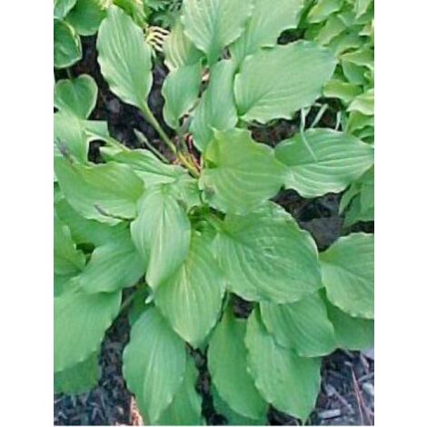 Hosta  'Elisabeth' Godet de 8/9 cm