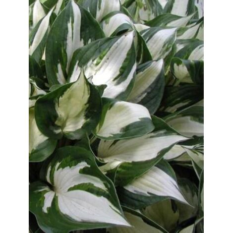 Hosta  'Fire And Ice' Godet de 8/9 cm