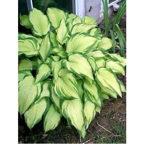 Hosta fortunei 'Albopicta' Godet de 8/9 cm