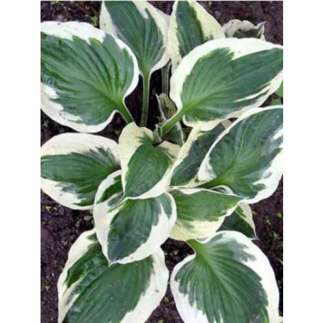 Hosta fortunei 'Patriot' Pot de 2L/3L