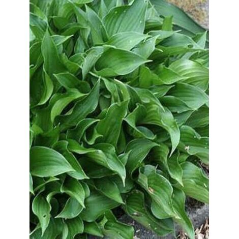 Hosta  'Harry Van Trier' Pot de 1,5L/2L