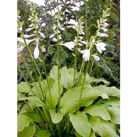 Hosta  'Honeybells' Godet de 8/9 cm
