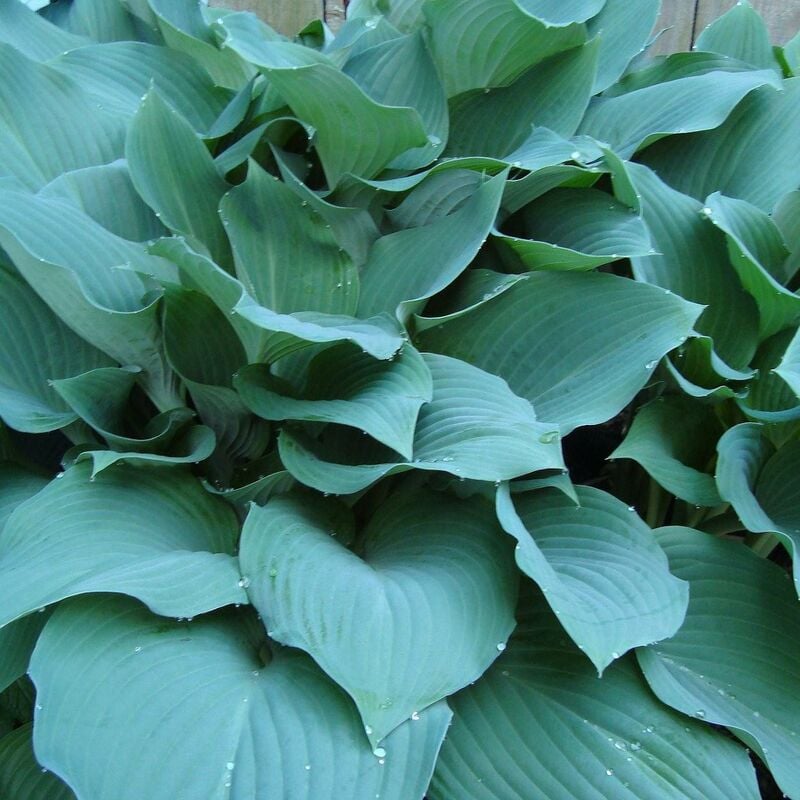 Hosta Krossa Regal | Conditionnement: Lot de 3 godets