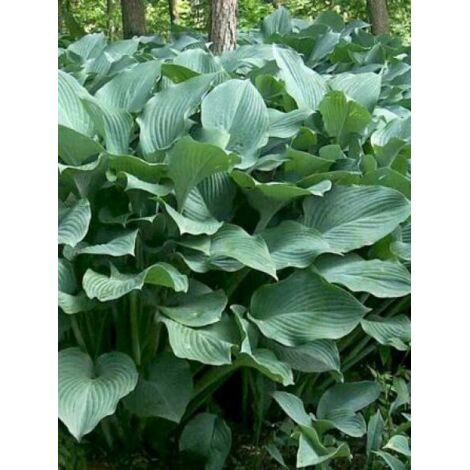 Hosta 'Krossa Regal' Pot de 2L/3L