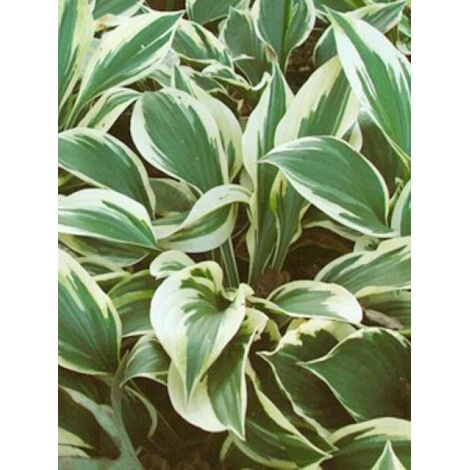 Hosta  'Minute Man' Godet de 8/9 cm