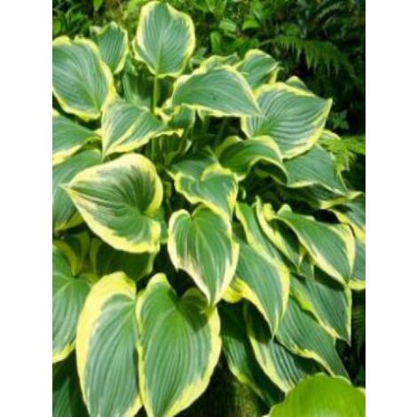 Hosta montana 'Yellow River' Godet de 8/9 cm