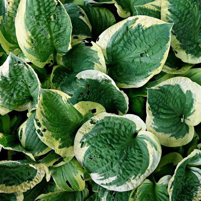 Plantes Avenue - Hosta Patriot | Conditionnement: Lot de 9 godets