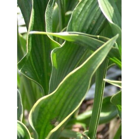 Hosta  'Praying Hands' Pot de 1,5L/2L