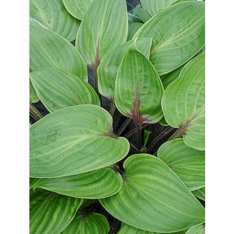 Hosta 'Purple Heart' Godet de 8/9 cm