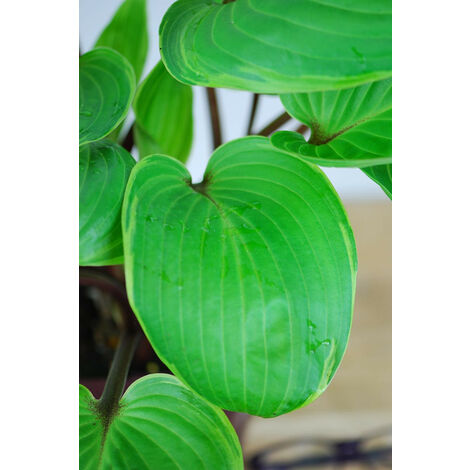 Hosta 'Purple Heart' Taille du pot - Pot de 3 Litres