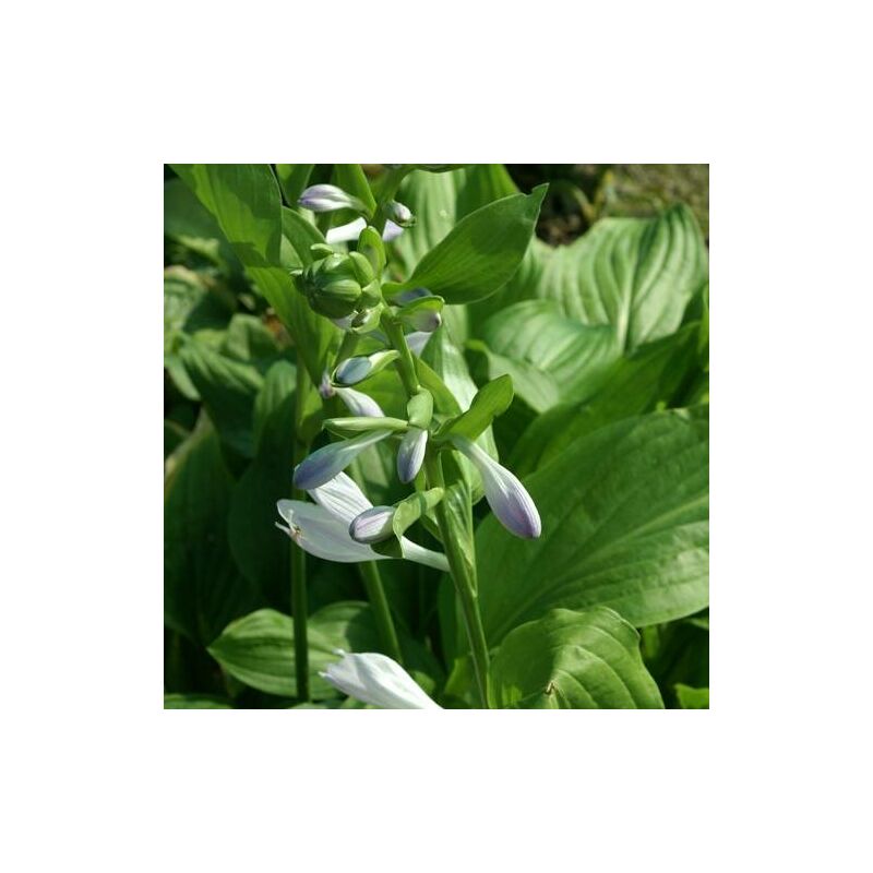 Hosta Royal Standard | Conditionnement: Lot de 3 godets