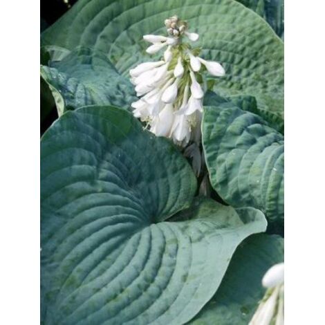 Hosta sieboldiana 'Elegans' Pot de 1,5L/2L