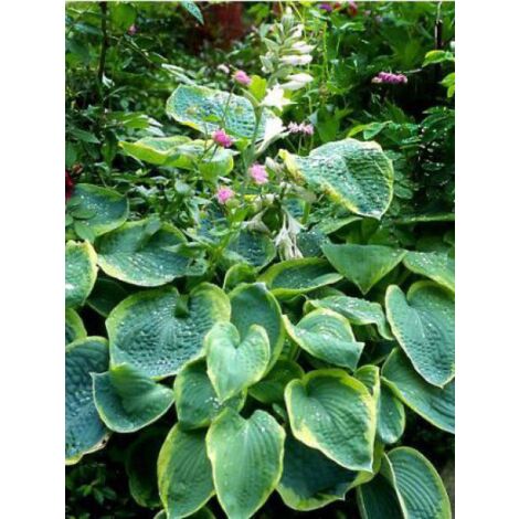 Hosta sieboldiana 'Frances Williams' Godet de 8/9 cm