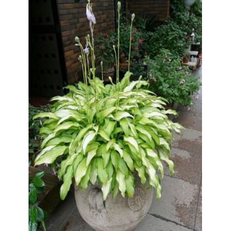 Hosta sieboldii 'Kabitan' Godet de 8/9 cm