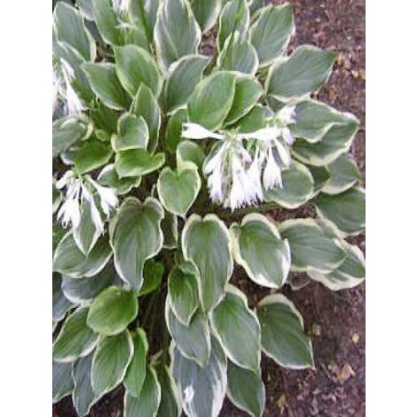 Hosta  'So sweet' Godet de 8/9 cm