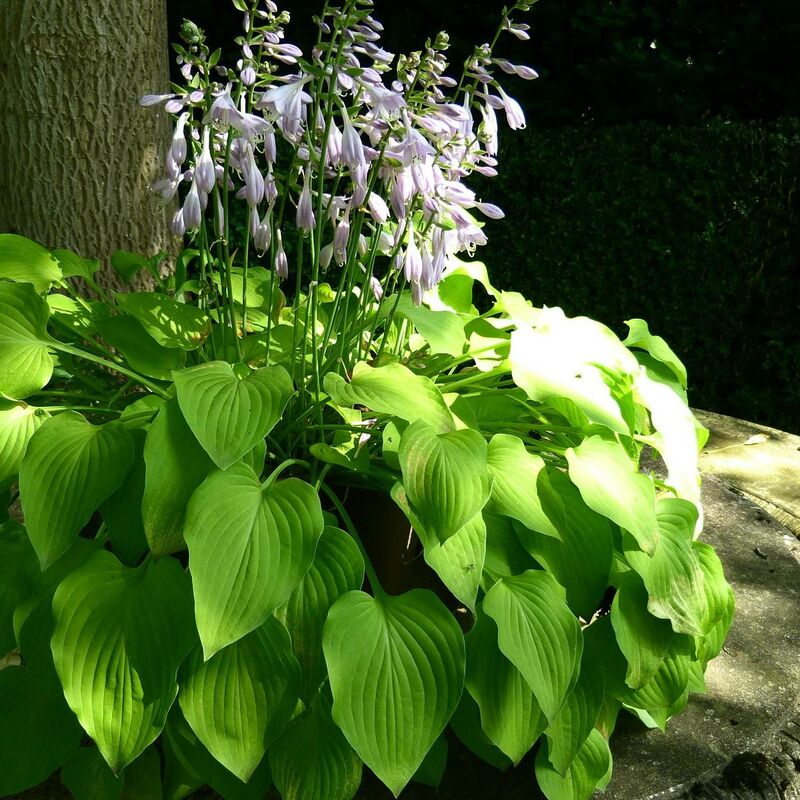 Plantes Avenue - Hosta Sum and Substance | Conditionnement: Lot de 9 godets