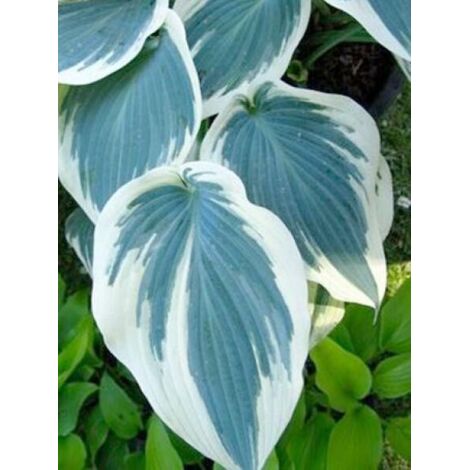 Hosta tardiana 'Blue Ivory'® Pot de 1,5L/2L