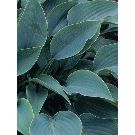 Hosta tardiana 'Halcyon' Godet de 8/9 cm