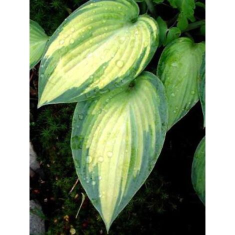 Hosta tardiana 'June' Godet de 8/9 cm