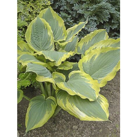 Hosta 'The King' Godet de 8/9 cm