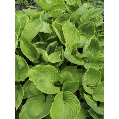 Hosta 'UFO' Pot de 1,5L/2L
