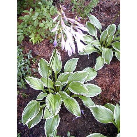Hosta undulata 'Albomarginata' Godet de 8/9 cm