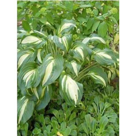 Hosta undulata 'Univittata' Godet de 8/9 cm