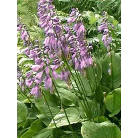 Hosta ventricosa Godet de 8/9 cm