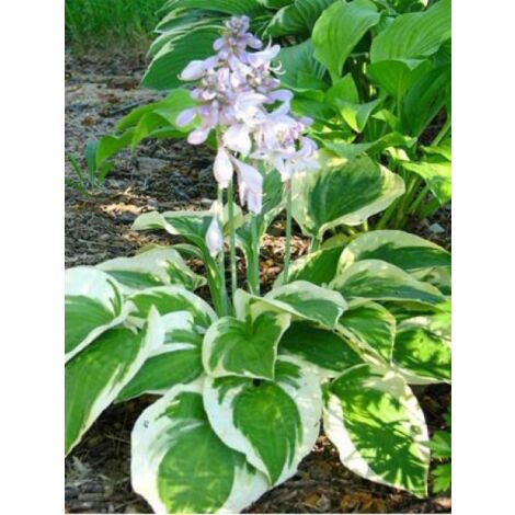 Hosta  'Wide Brim' Godet de 8/9 cm