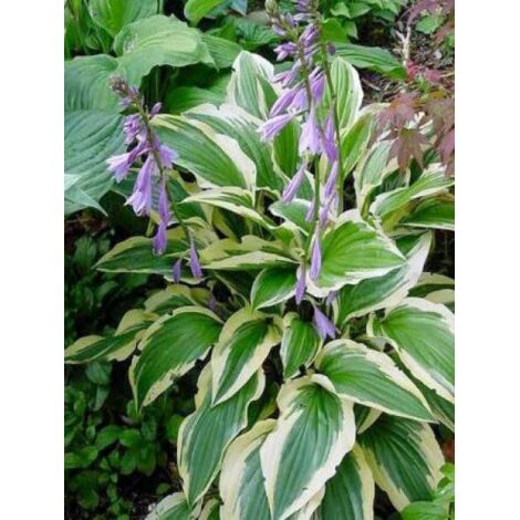 Hosta  'Yellow splash rim' Godet de 8/9 cm