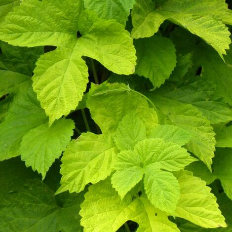 Houblon doré Aureus | Godet - 5/20 cm