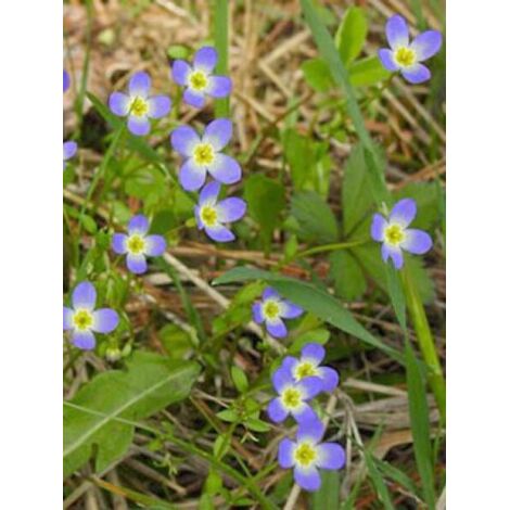 Houstonie bleu 'Millard's Variety' Godet de 8/9 cm