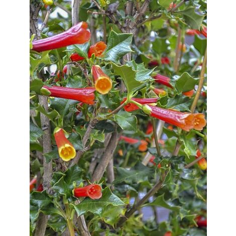 Houx chilien, Taique du Chili Pot de 3L/4L