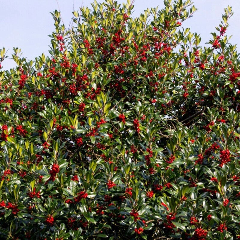 Houx commun Alaska/Pot de 3L