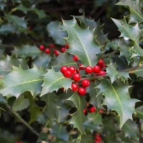 PÉPINIÈRES NAUDET Houx Commun (Ilex Aquifolium)