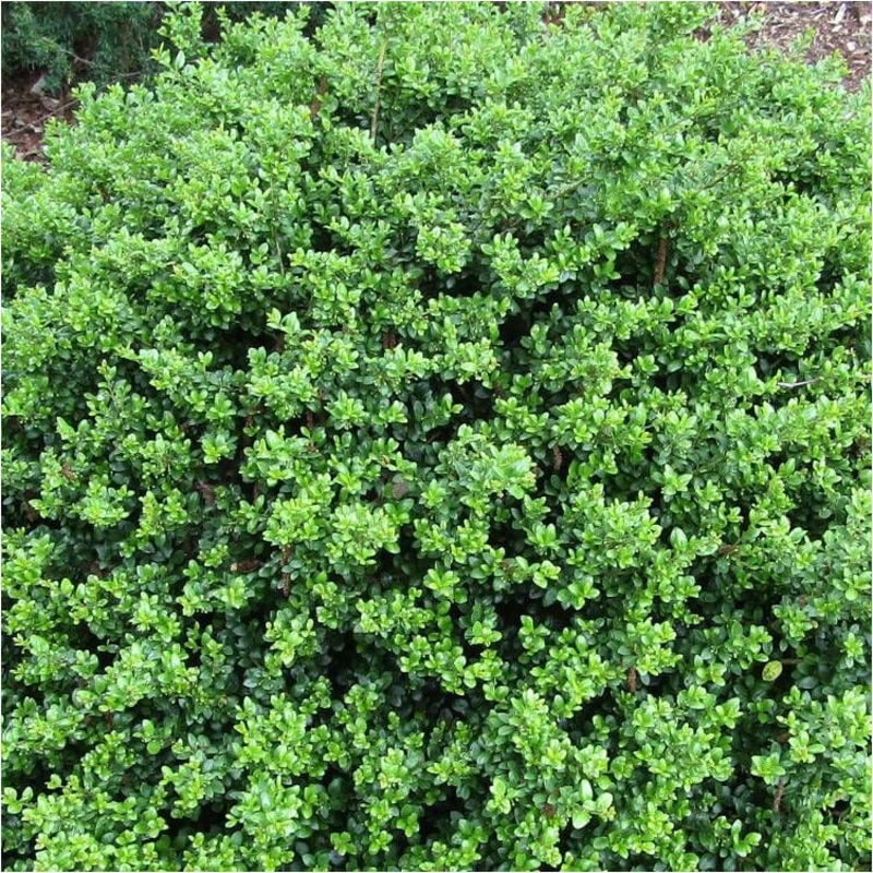 Houx crénelé Chat'o® 'FarrowSK6'/Pot de 3L