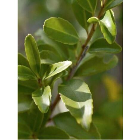 Houx 'Kanehirae'