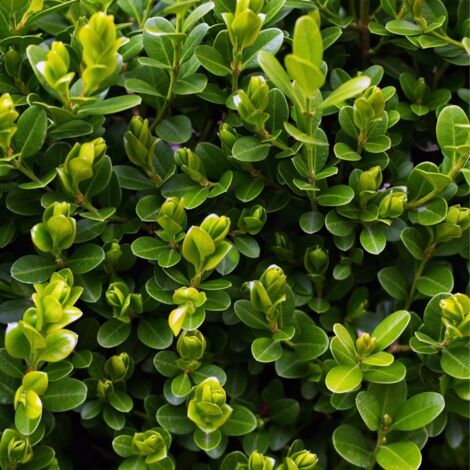 Houx maximowicziana kanehirae - Ilex maximowicziana kanehirae 40cm