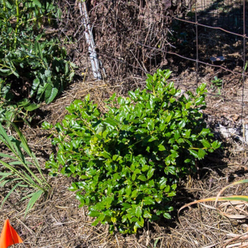 Houx nain magical® Little Rascal 'Mondo'/Pot de 7,5L