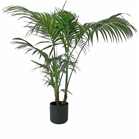 Howea Forsteriana Kentia con Eco-Vaso Round Black - Palma da Interno Vera - Pianta Tropicale - H 170-180 cm Vaso Ø 24 cm