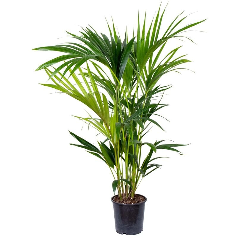 Bloomique - Howea Forsteriana - Palmier Kentia - Plante d'intérieur - Purificateur d'air – ⌀19 cm - ↕90-100 cm