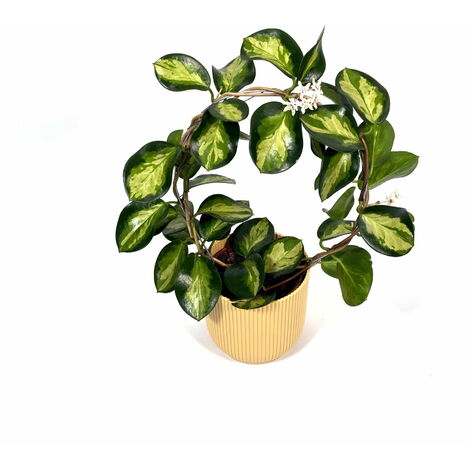 Hoya australis &8220Lisa&8221 - Ø 19 cm