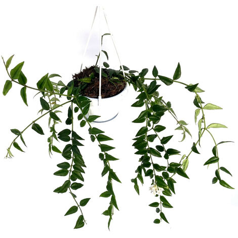 Hoya bella - Ø 16 cm