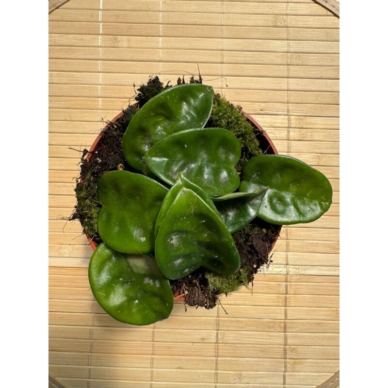 Image of Vivaio Garden Forest - Hoya carnosa krinkle, fiore di cera, vaso 10,5 cm foto reali