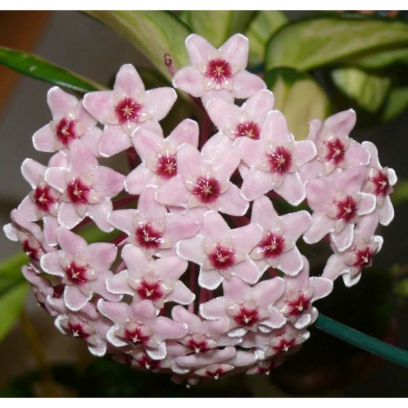 Peragashop - vase fleur cire tricolore hoya carnosa 11CM