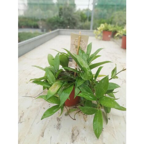 Hoya Carnosa v12