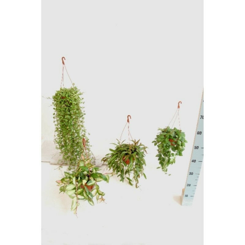 

Hoya Colgante Maceta 15Cm