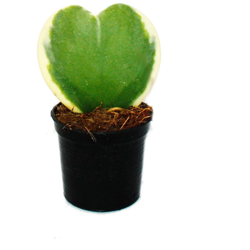 Exotenherz - Hoya kerii - Hoya kerii - feuille de coeur bicolore, plante de coeur ou petite chérie - pot de 6cm - Succulent
