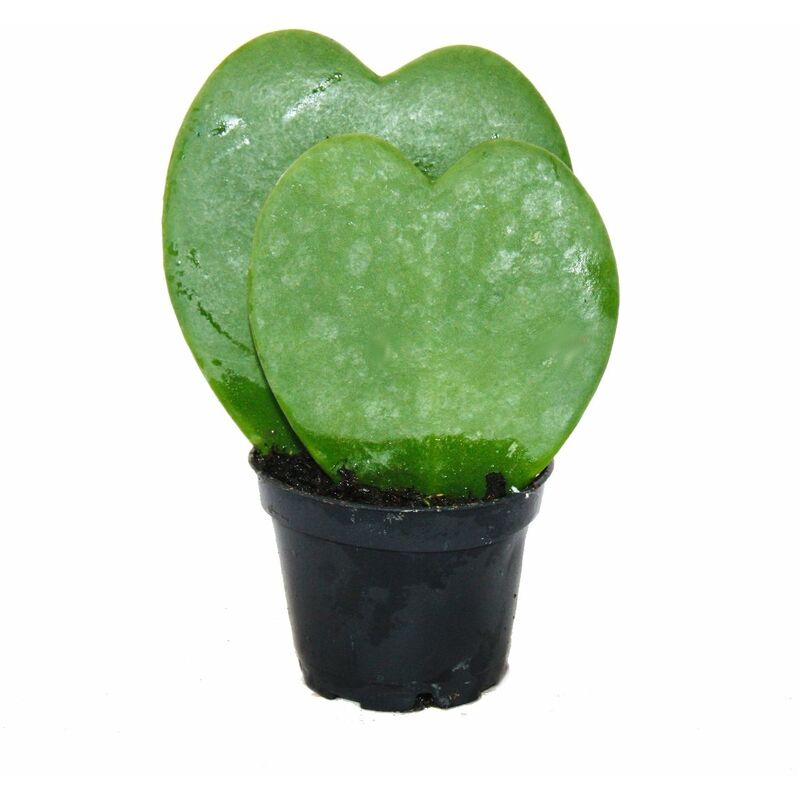 Hoya kerii - plante feuille coeur, plante coeur ou petite chérie - double coeur en pot de 6cm
