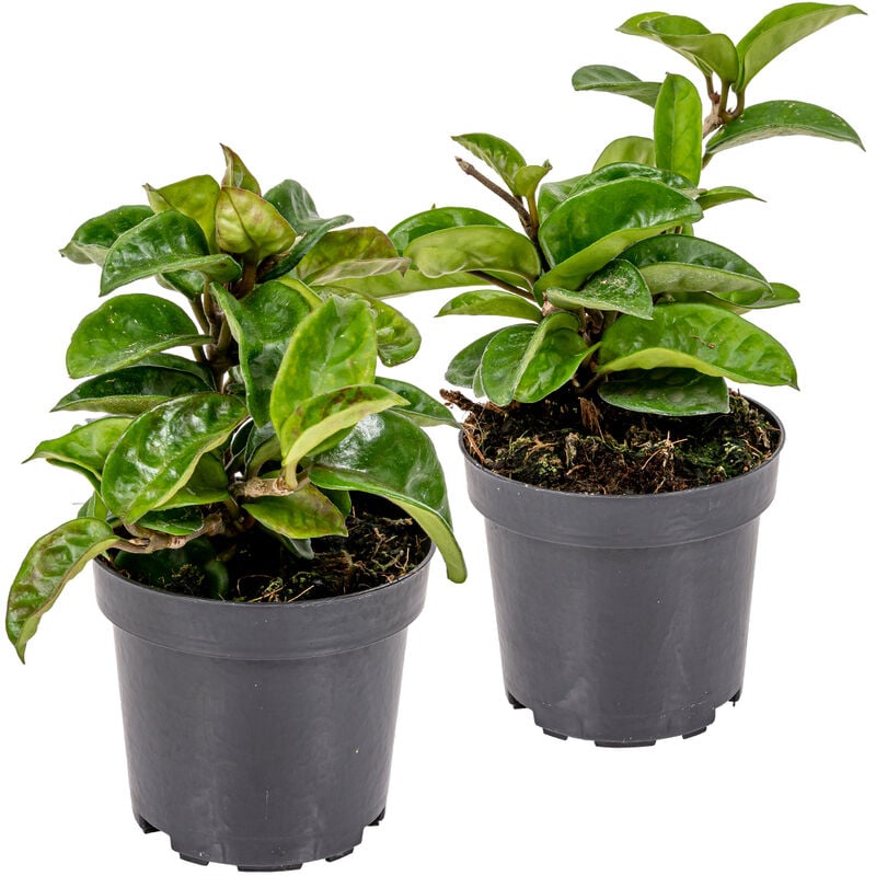 Bloomique - Hoya 'Krinkle' par 2 pièces - Kamerplant en kwekerspot 10 cm - 15 cm